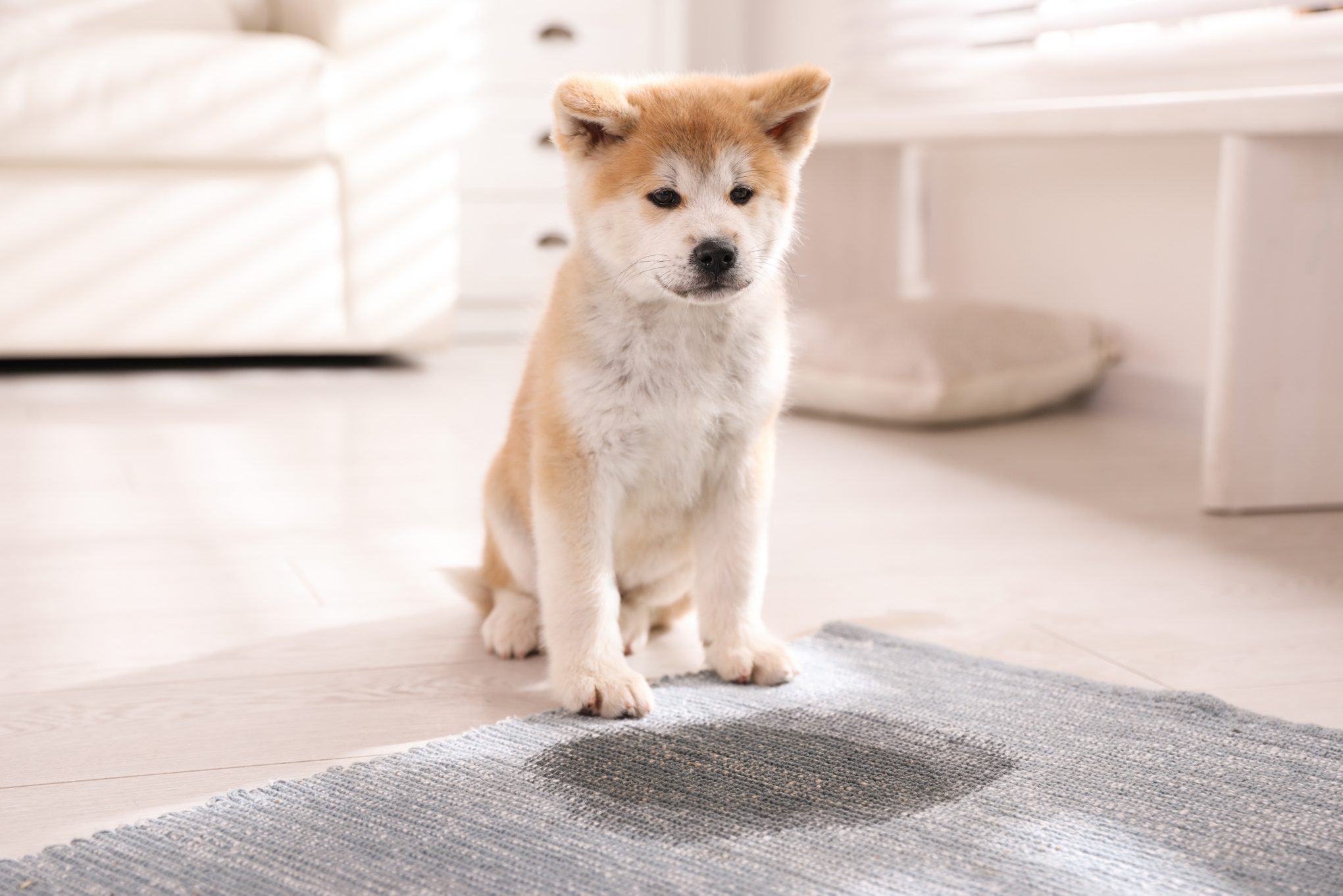 How To Clean Rug With Dog Urine