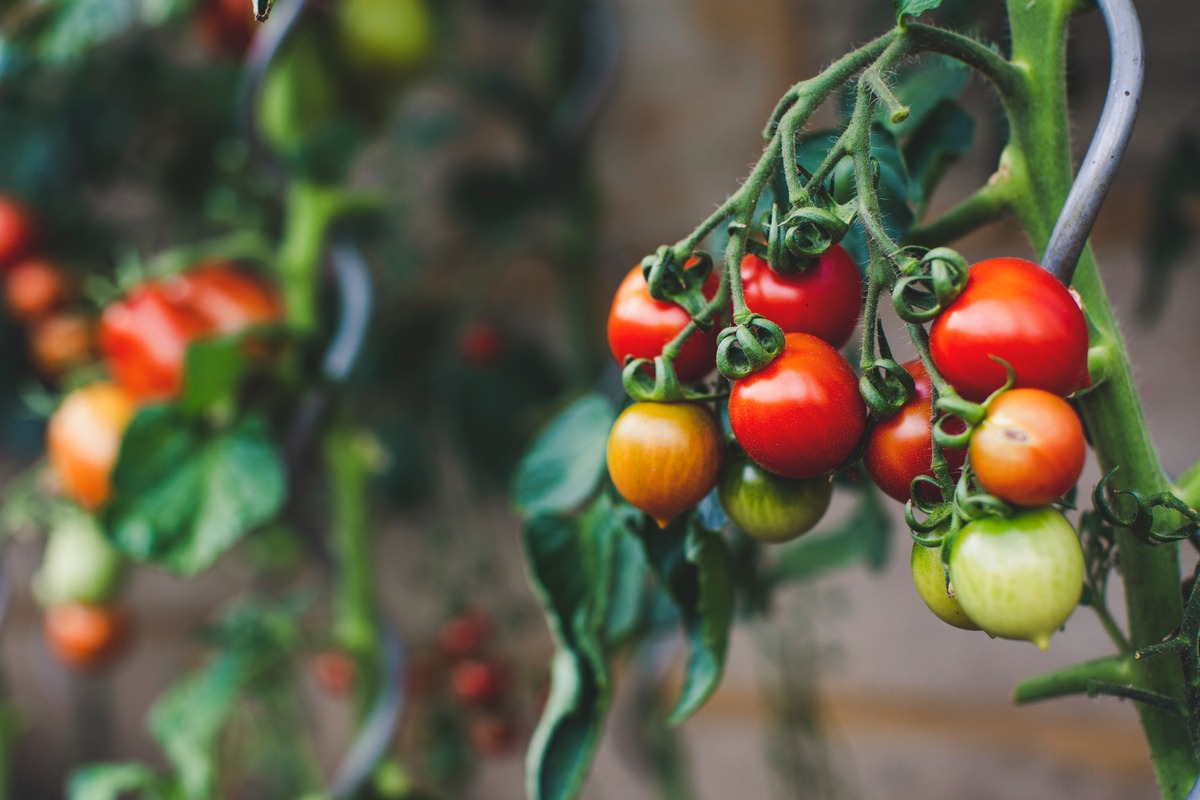 how-to-clone-a-tomato-plant