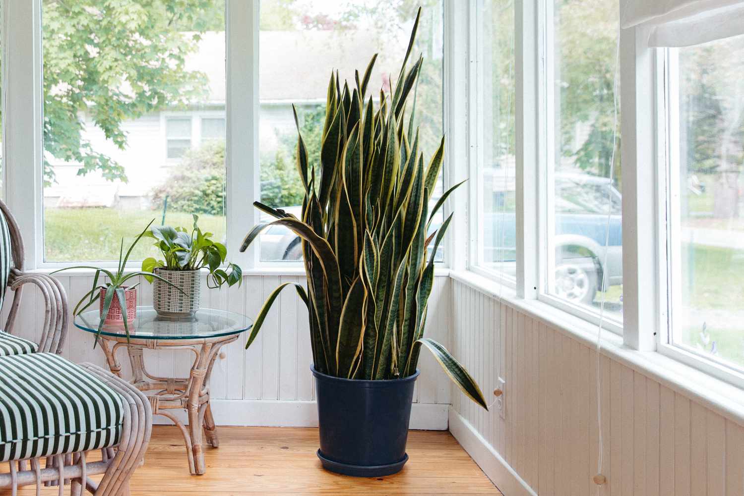 How To Divide A Snake Plant