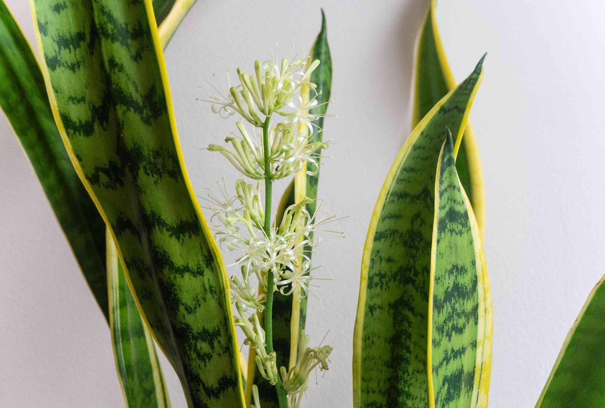 How To Get A Snake Plant To Bloom