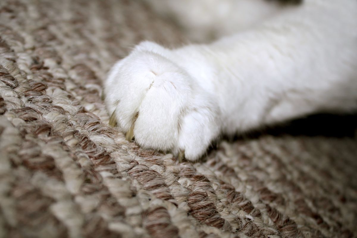 How To Get Cat To Stop Scratching Rug