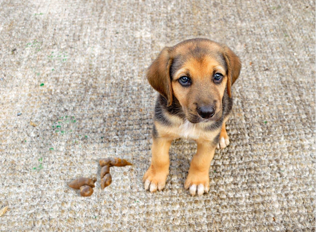 How To Get Dog Poop Stain Out Of Rug