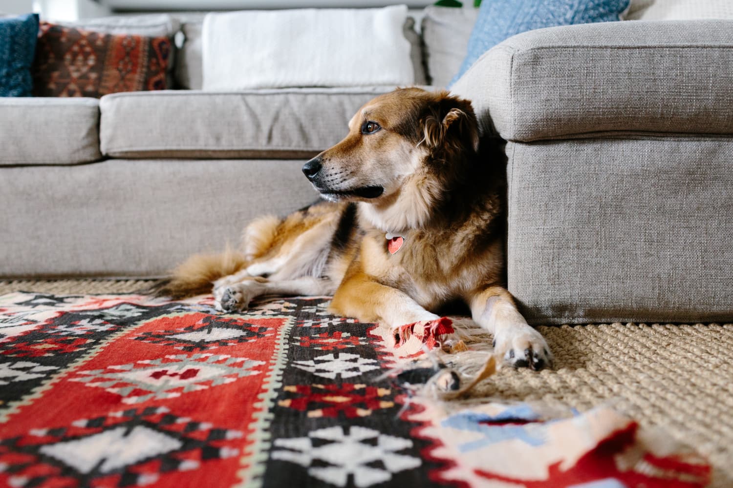 How To Get Dog Smell Out Of Area Rug