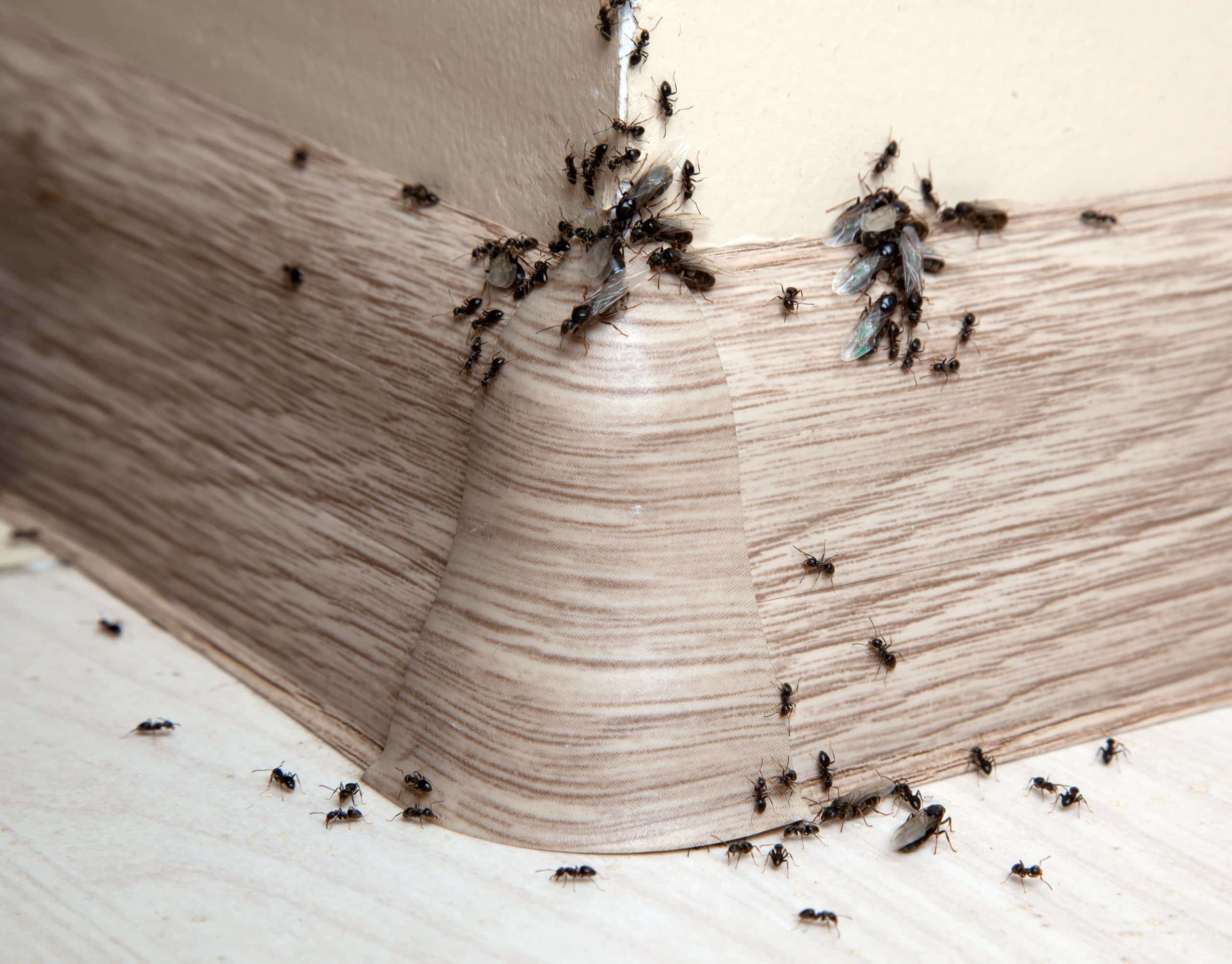 How To Get Rid Of Ants On Sofa