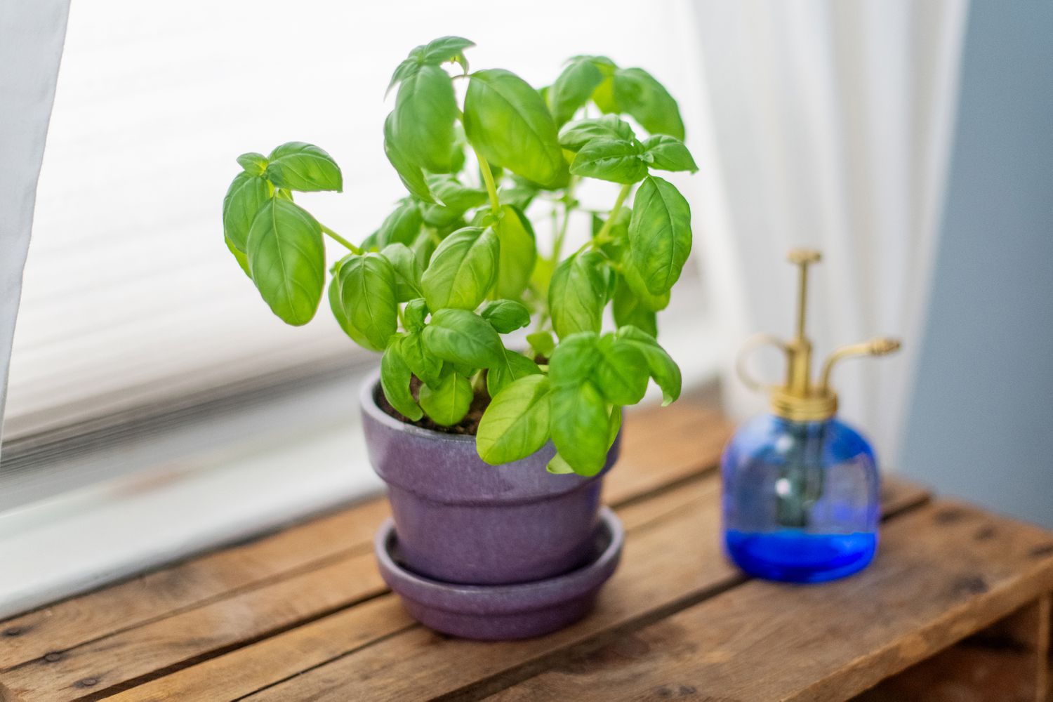 How To Grow A Basil Plant