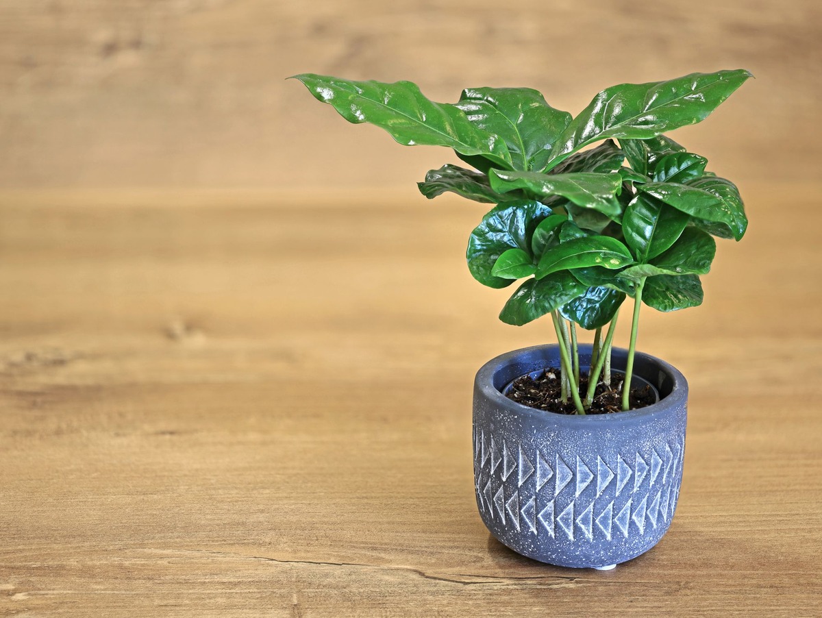 how-to-grow-a-coffee-plant