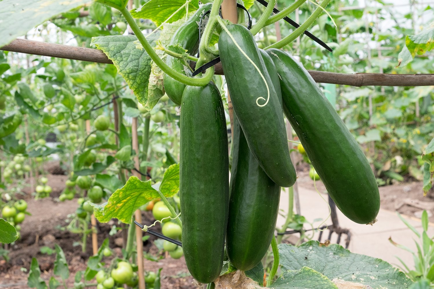 How To Grow A Cucumber Plant