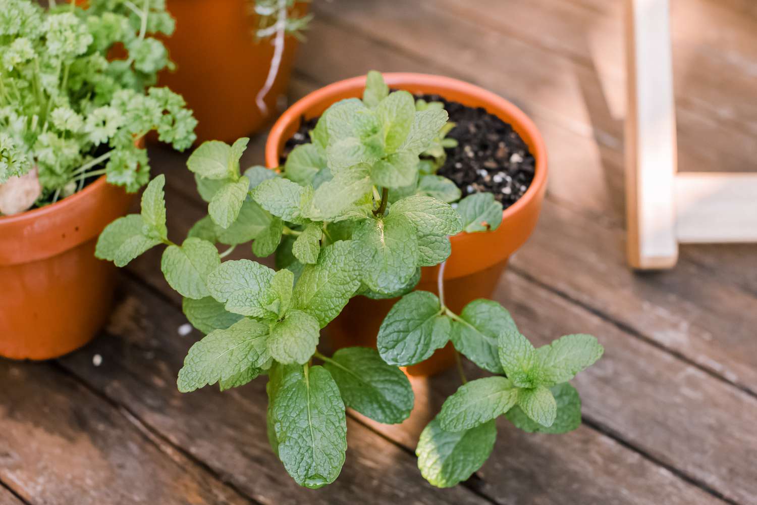 How To Grow A Mint Plant