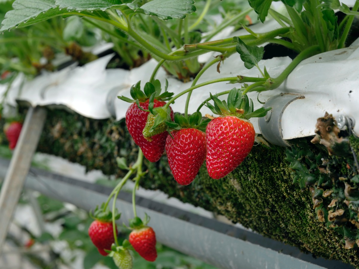 how-to-grow-a-strawberry-plant