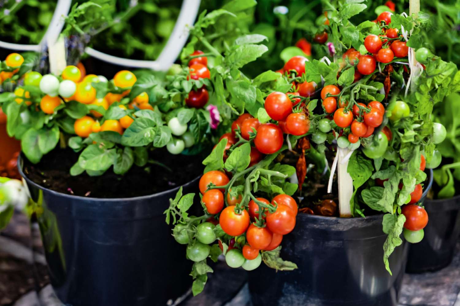How To Grow A Tomato Plant In A Pot