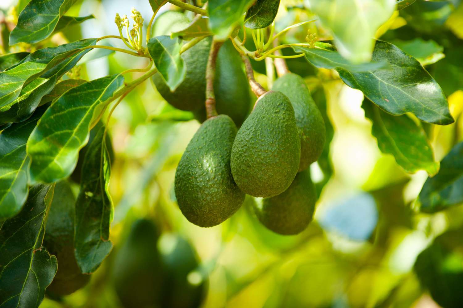 how-to-grow-an-avocado-plant