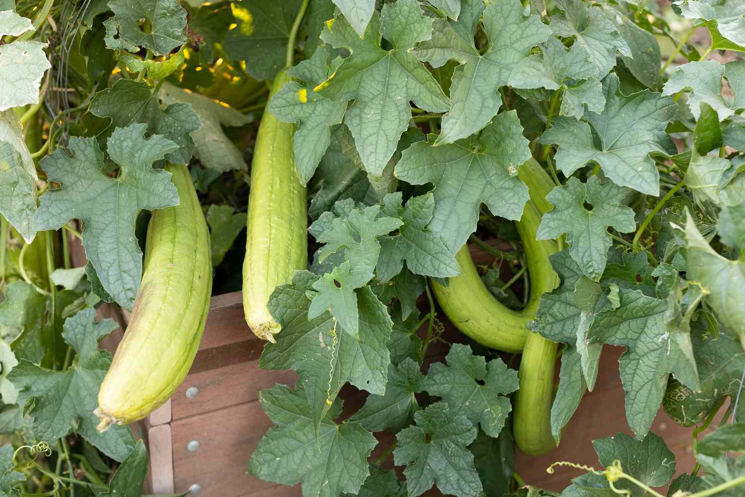 how-to-grow-loofah-plant