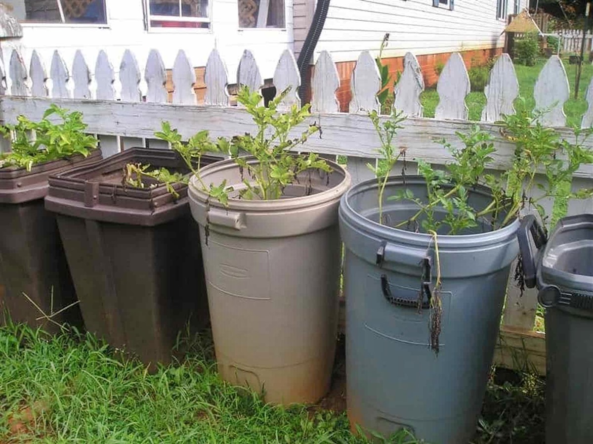 How To Grow Potatoes In Trash Can