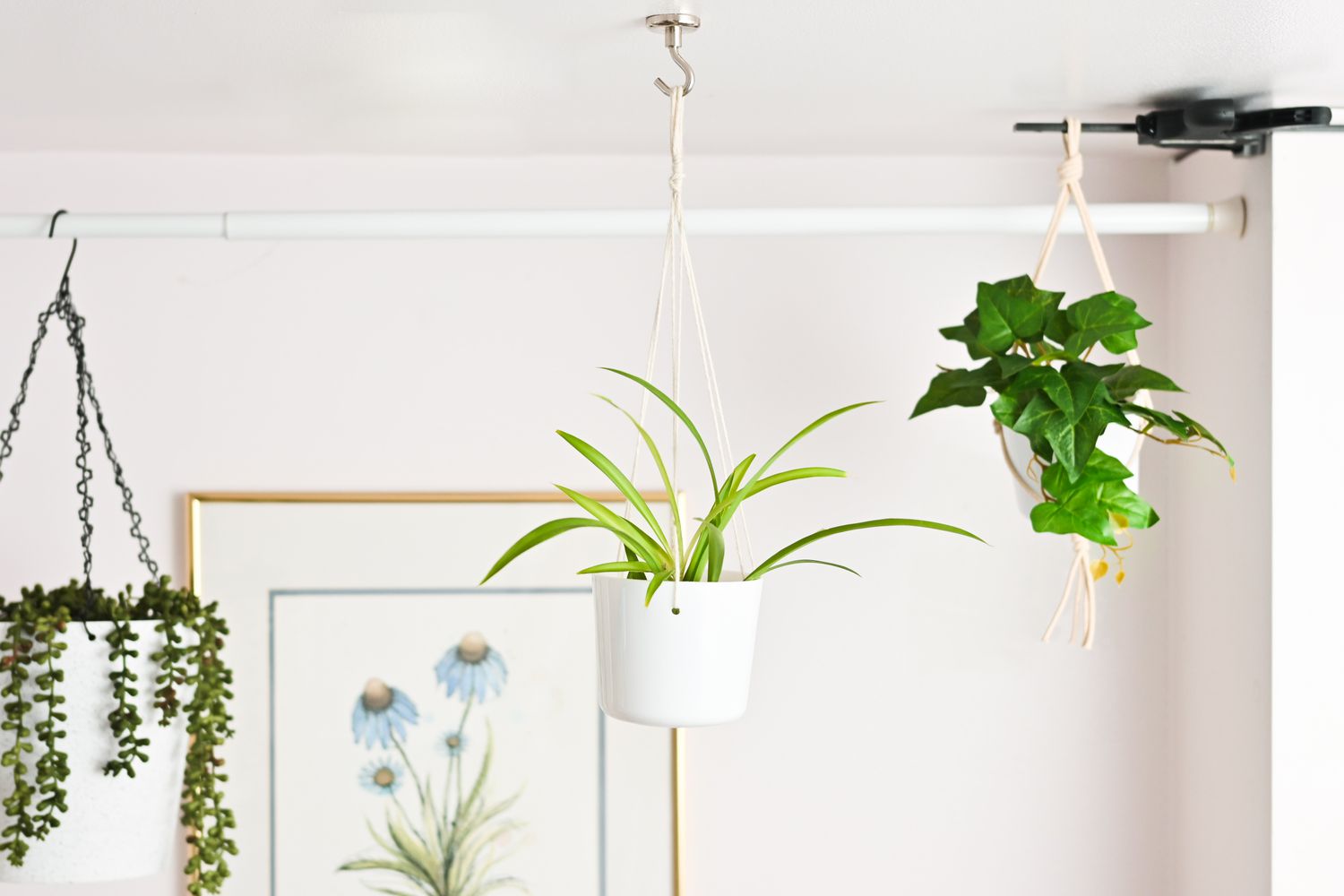 How To Hang A Plant From The Ceiling