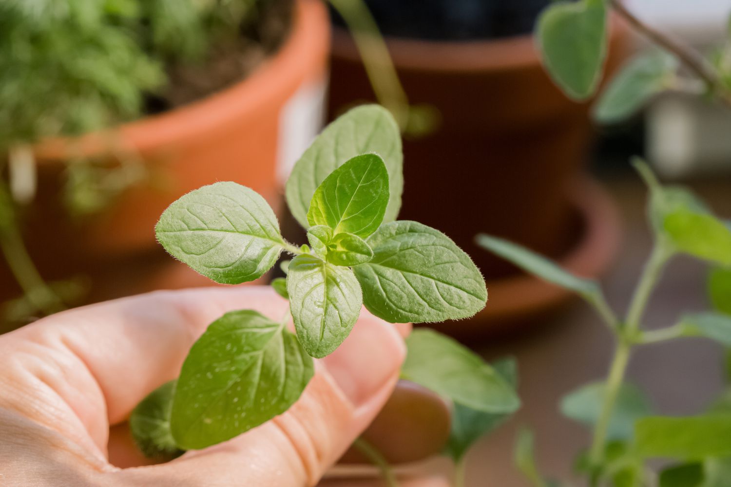 How To Harvest Oregano Without Killing The Plant