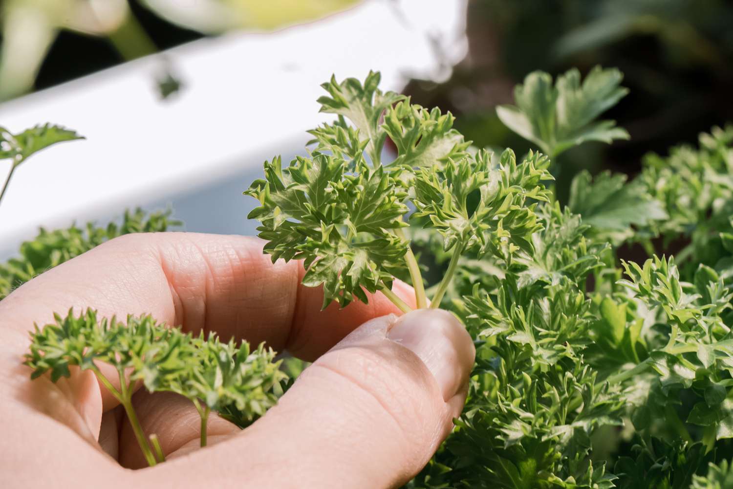 How To Harvest Parsley Without Killing The Plant