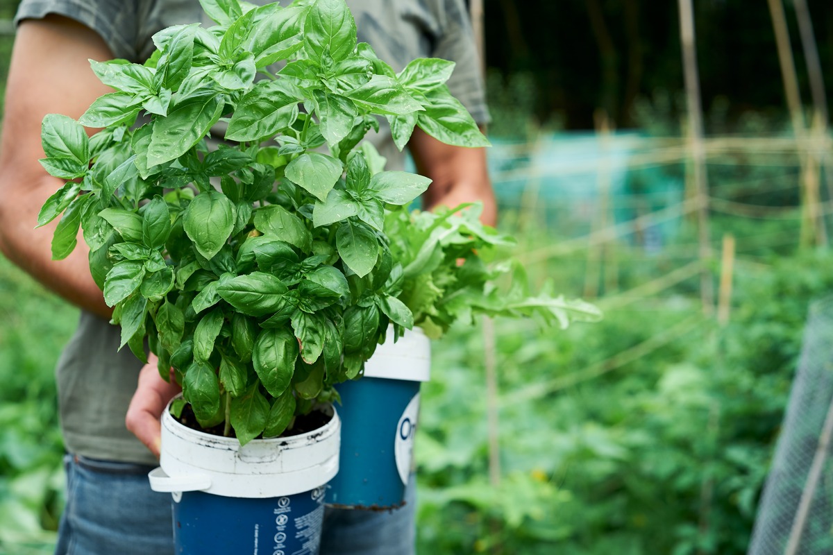 How To Keep Basil Plant Alive