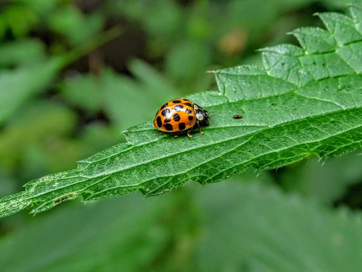 How To Kill Plant Bugs