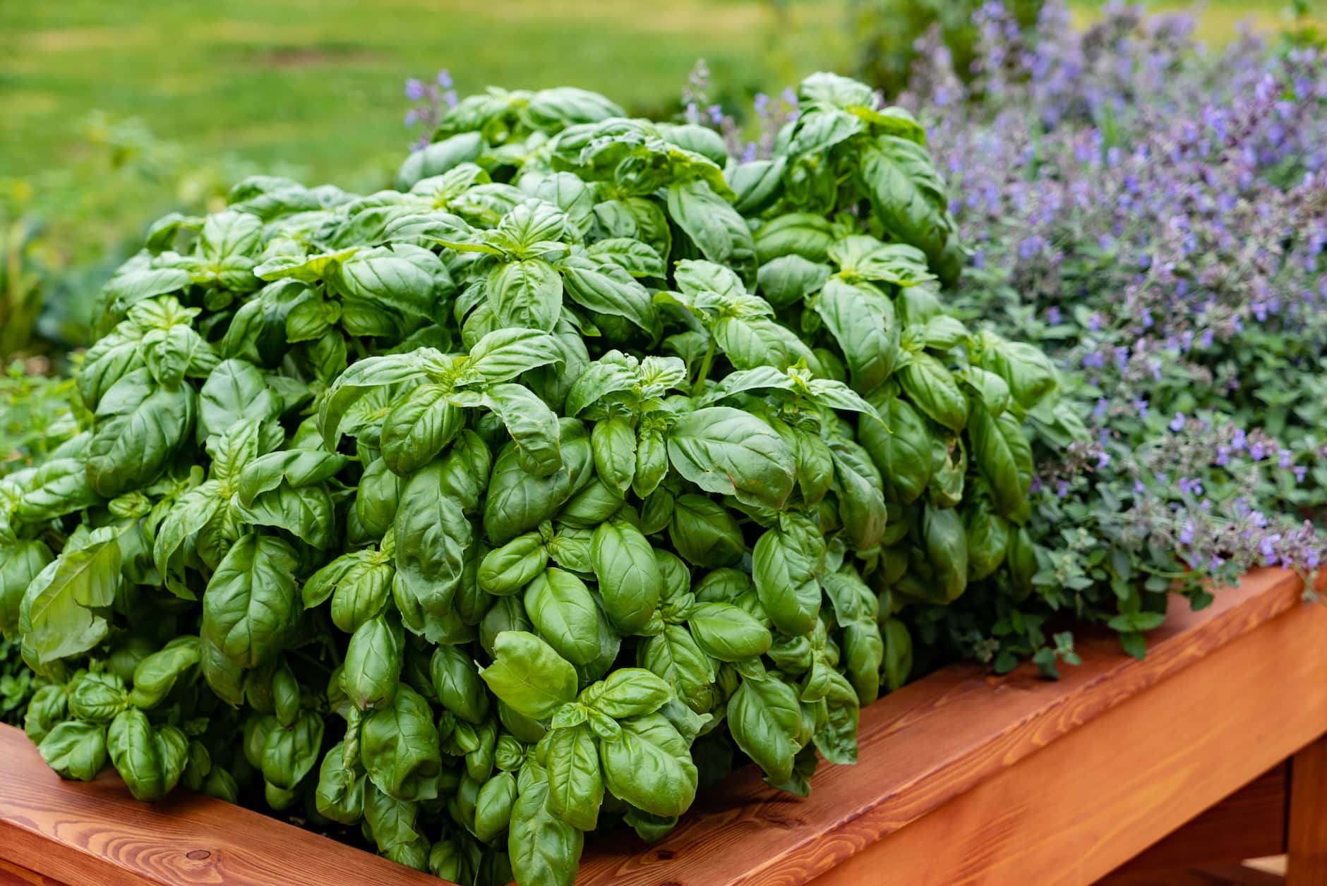 How To Maintain Basil Plant