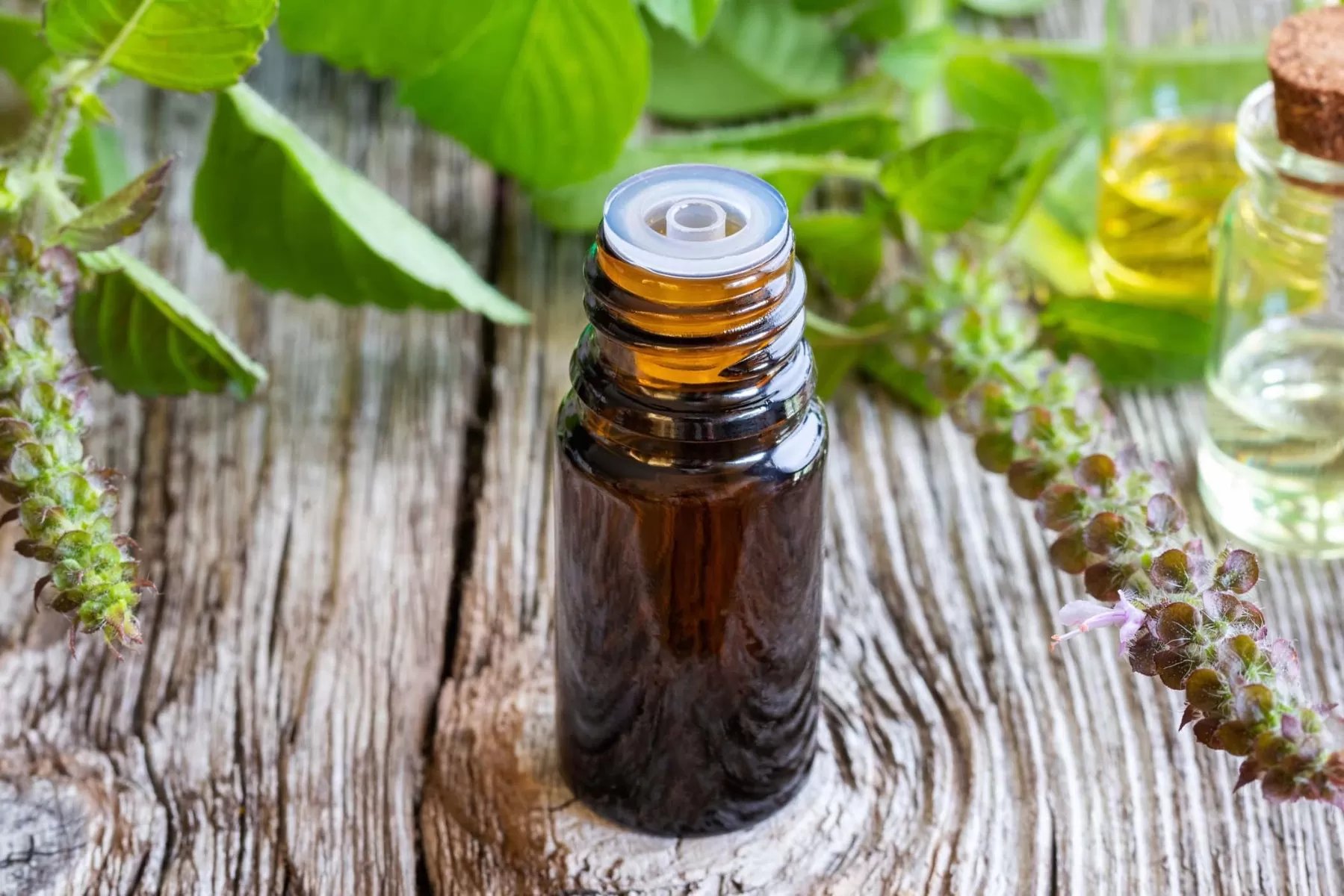 How To Make Basil Essential Oil