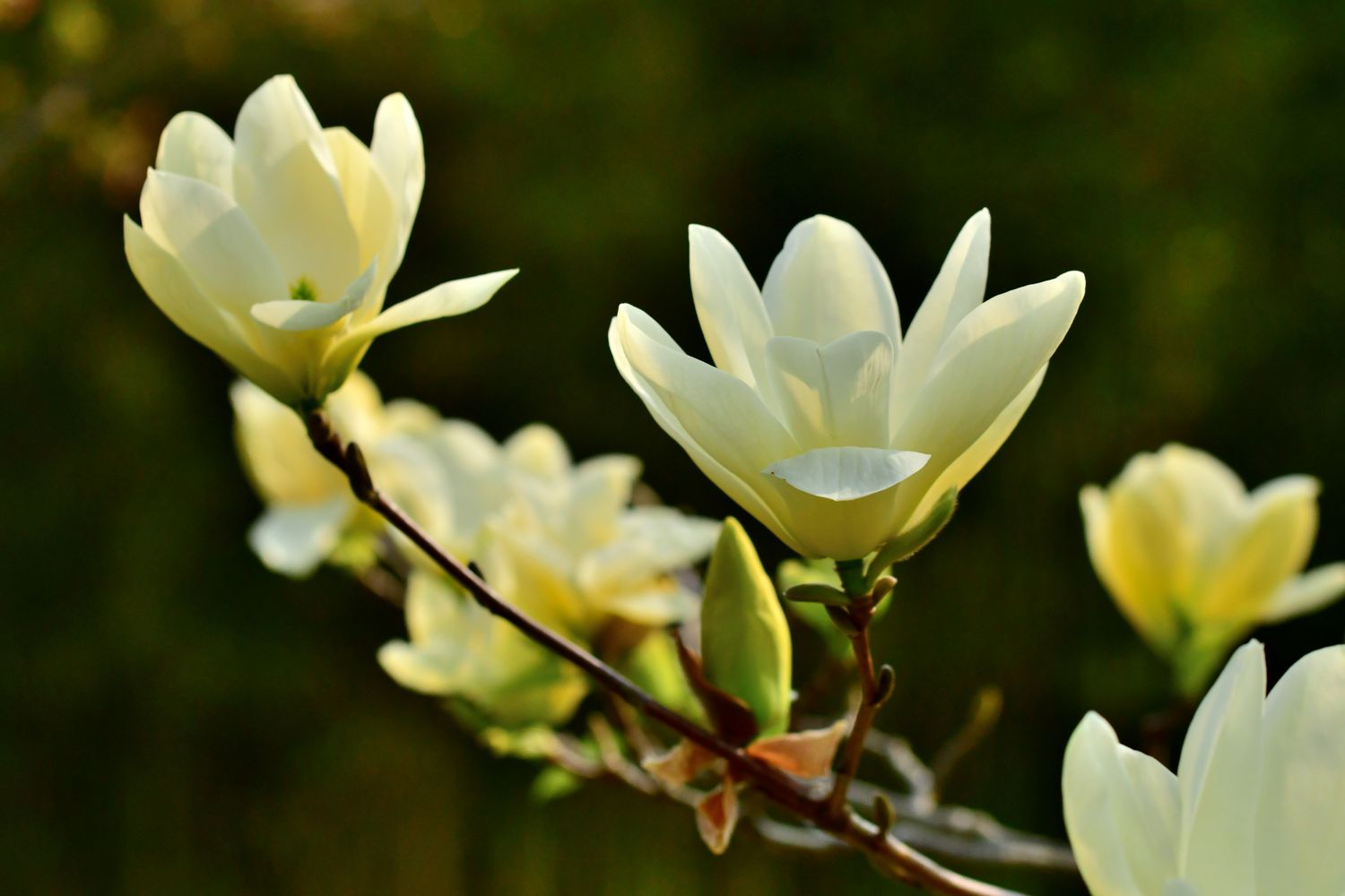 how-to-make-magnolia-essential-oil