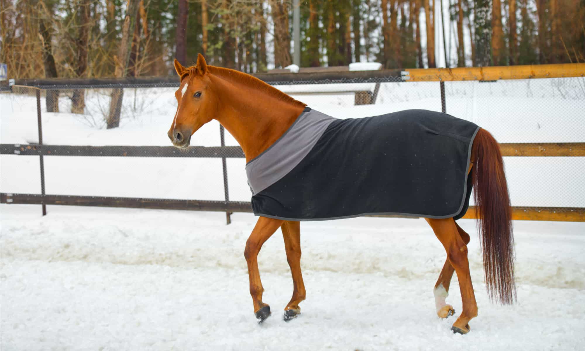 How To Measure For Horse Blanket