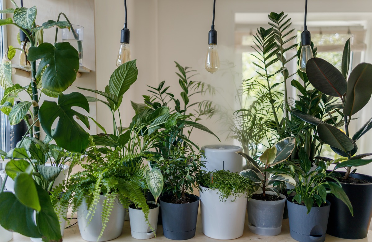 how-to-measure-plant-pots