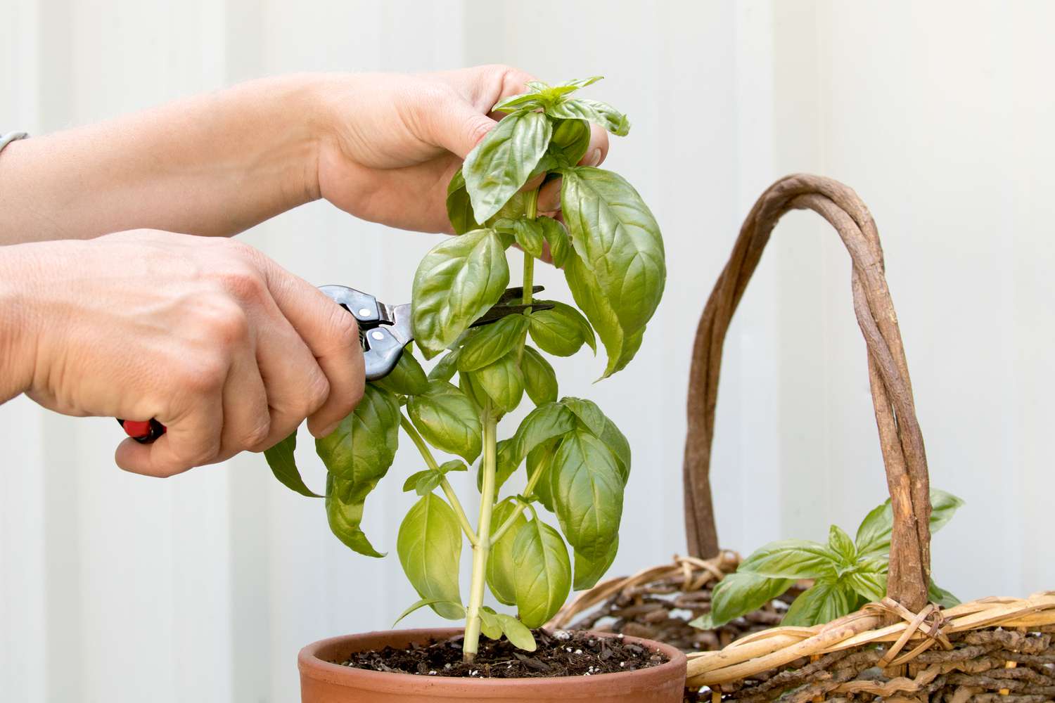 How To Pick Basil Leaves Without Killing Plant