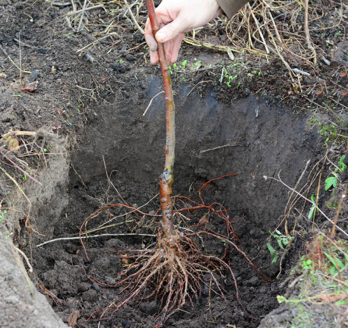 how-to-plant-a-bare-root-tree