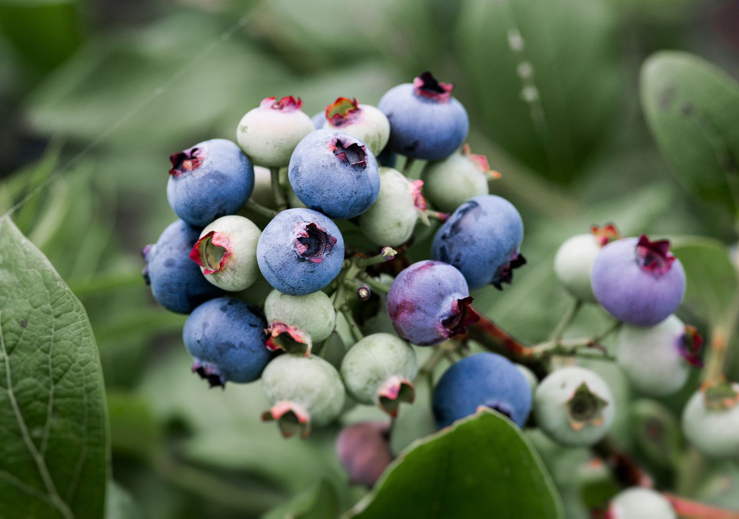 How To Plant A Blueberry Bush