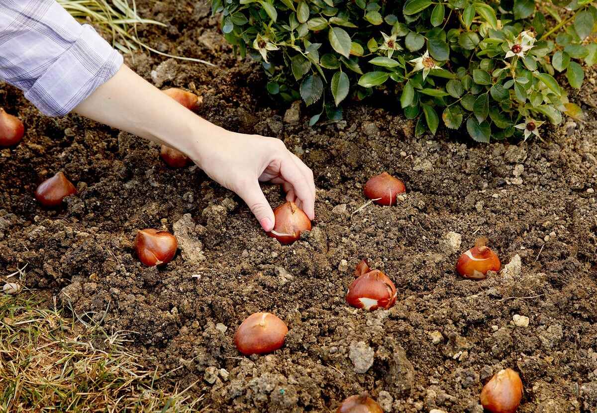 How To Plant A Bulb