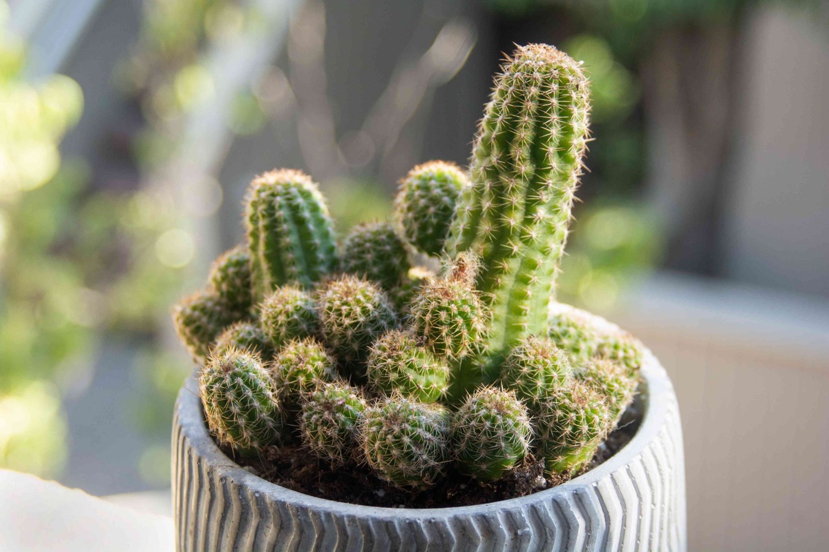 how-to-plant-a-cactus-cutting