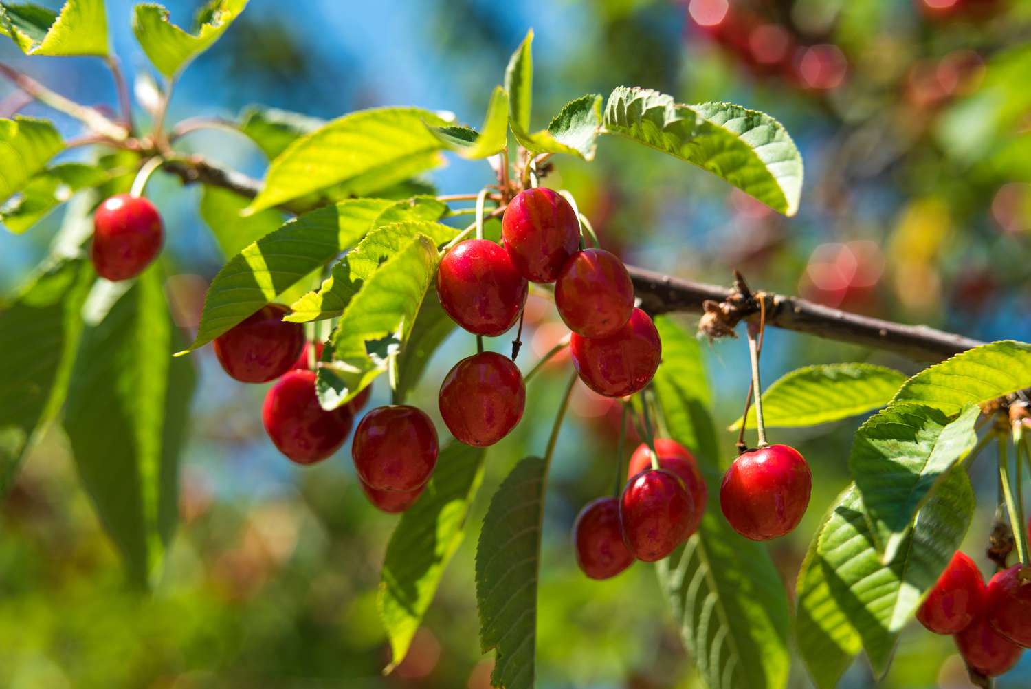 How To Plant A Cherry Tree From Seed