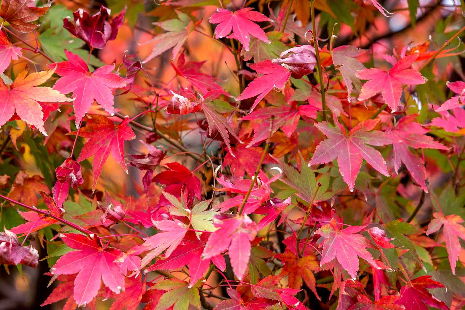 how-to-plant-a-japanese-maple