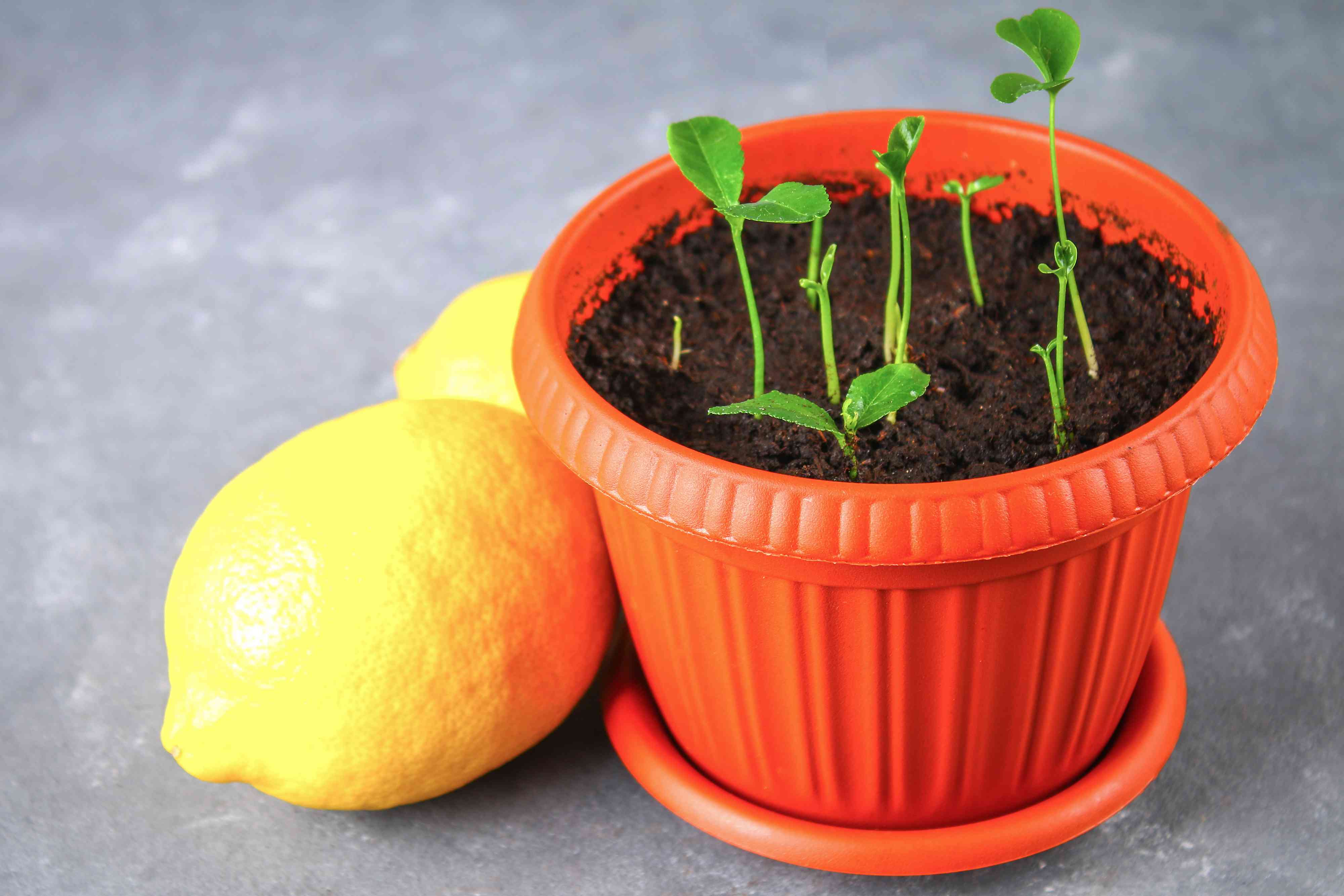 How To Plant A Lemon Seed