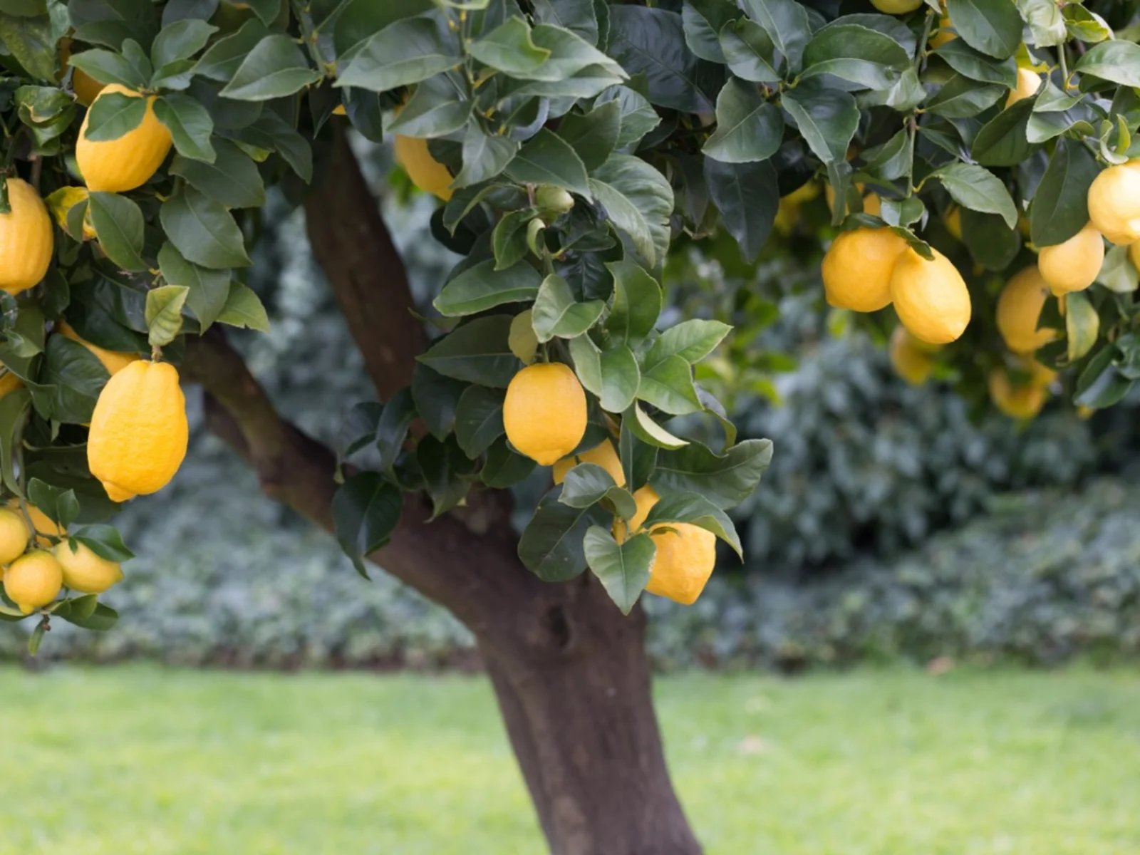 How To Plant A Lemon Tree In The Ground