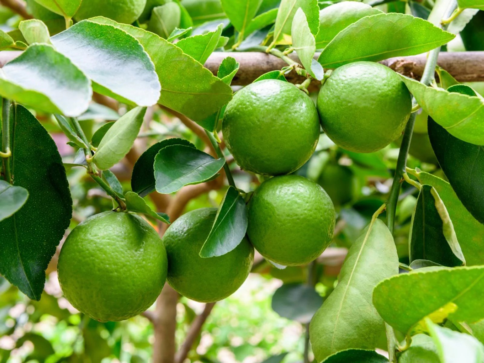how-to-plant-a-lime-tree