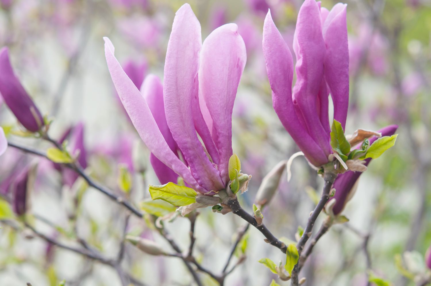 How To Plant A Magnolia Seed