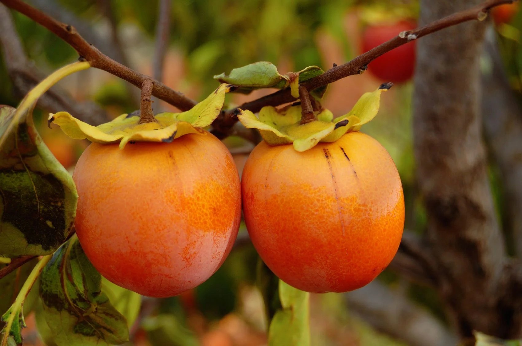 How To Plant A Persimmon Tree