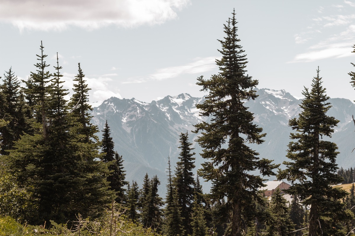 how-to-plant-a-pine-tree