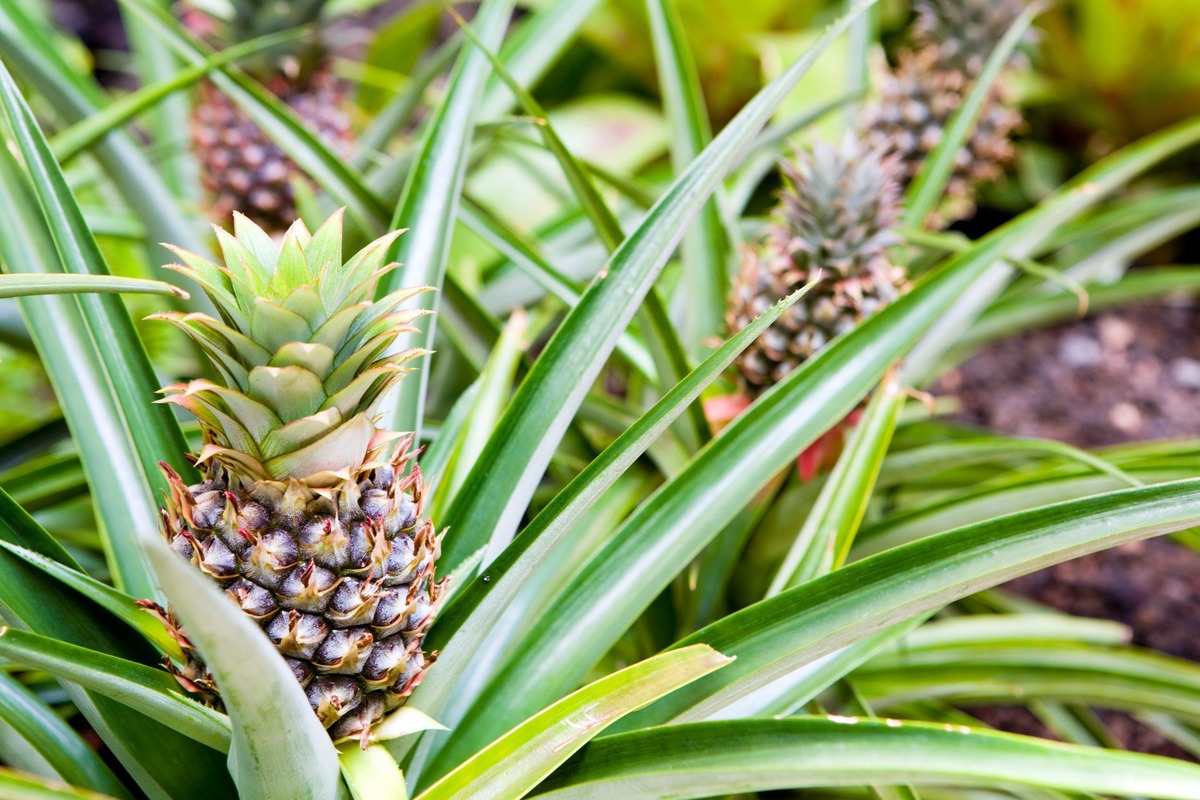 How To Plant A Pineapple Crown