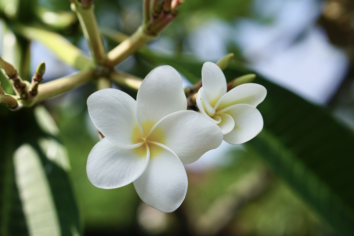how-to-plant-a-plumeria-cutting