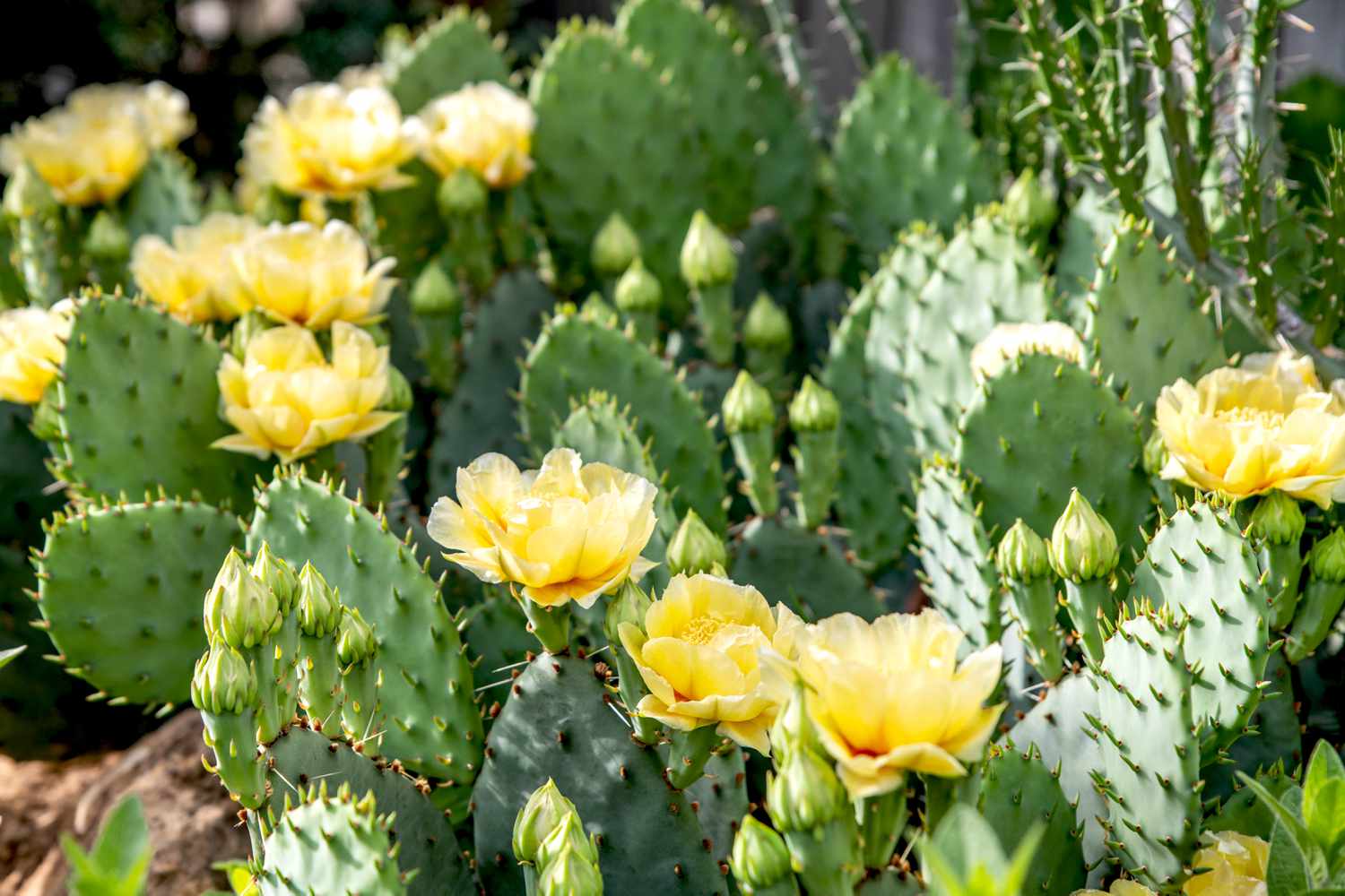 How To Plant A Prickly Pear Cactus