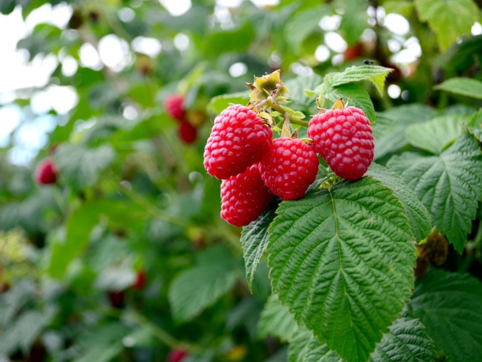 How To Plant A Raspberry Bush