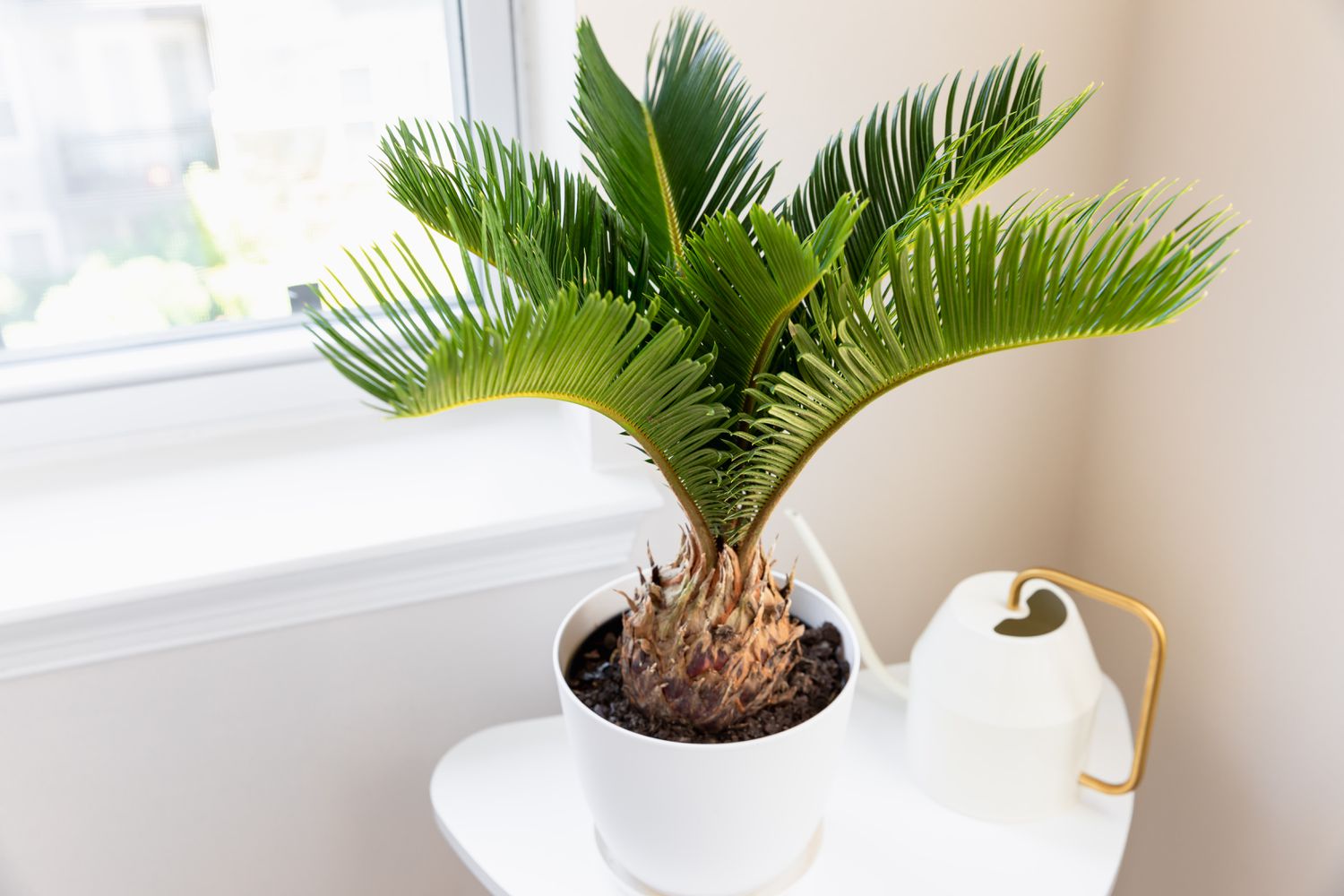 How To Plant A Sago Palm