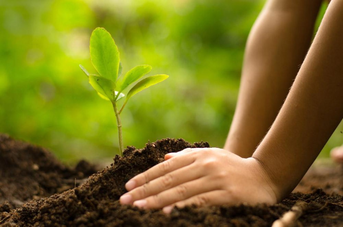 How To Plant A Sapling Tree