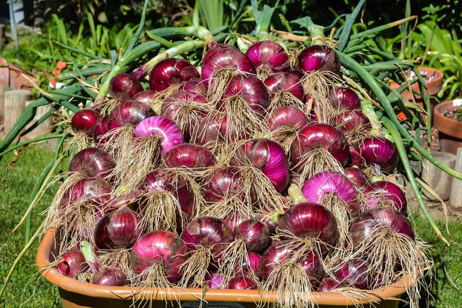 How To Plant A Sprouted Onion