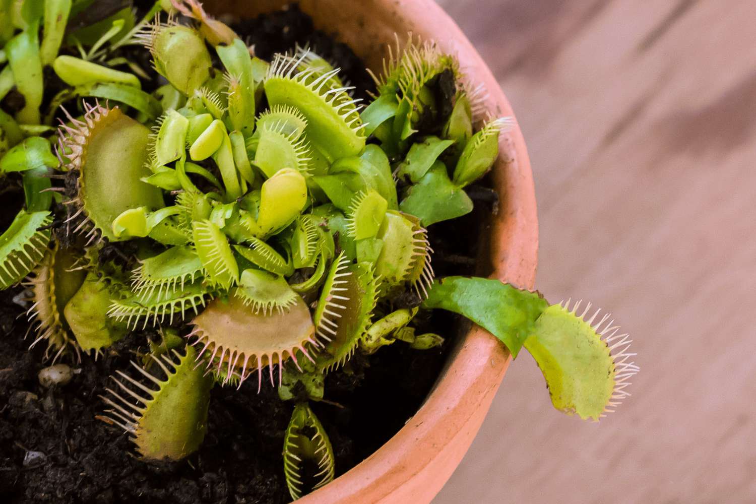 How To Plant A Venus Fly Trap