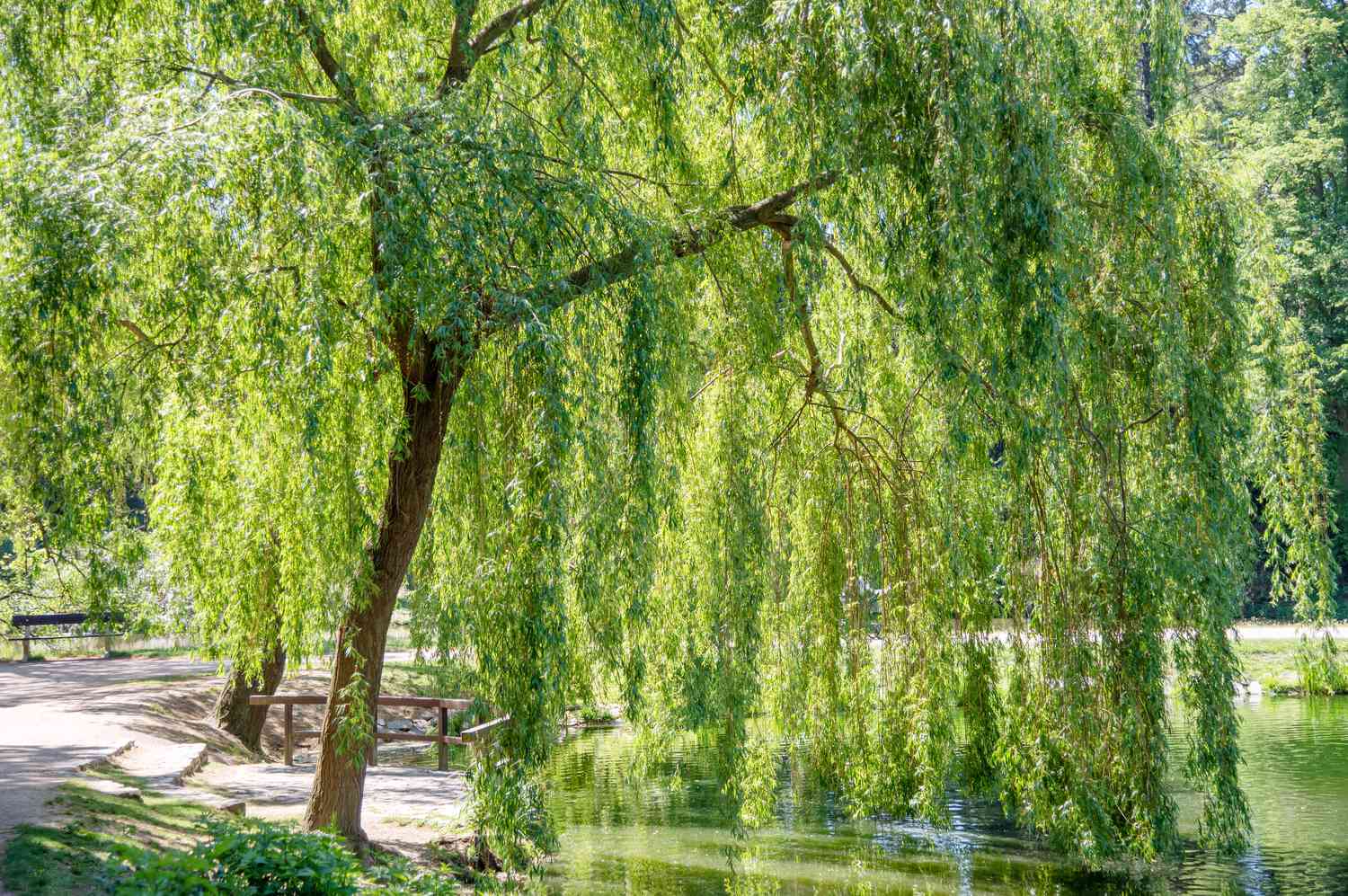 How To Plant A Willow Tree