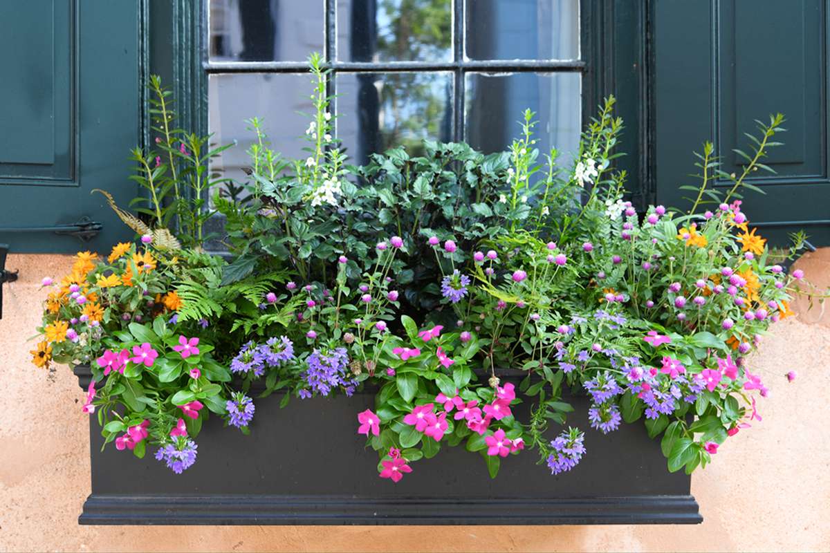 how-to-plant-a-window-box